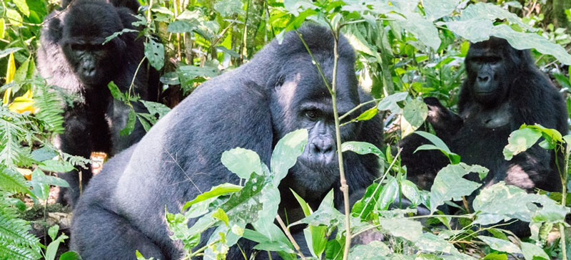 Volcano discovery tours are part of ecotourism programs in East Africa, Tanzania. Volcano discovery tours are part of ecotourism programs in East Africa, Tanzania.